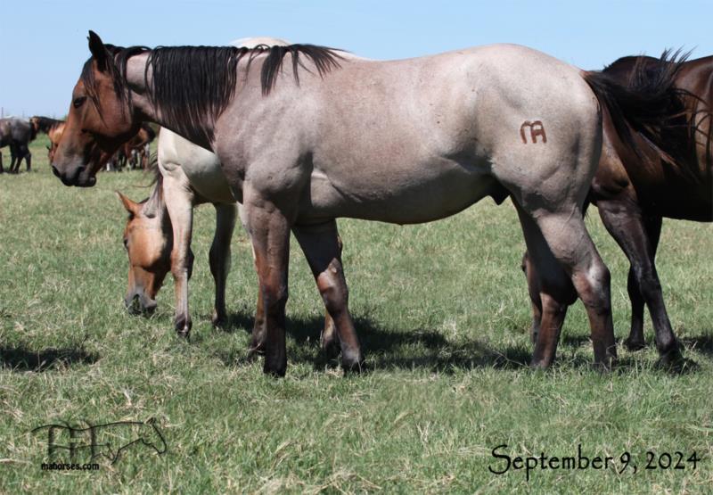 Roany Saltita MA's 2023 Dun or Bay Roan Colt